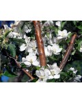 Malus columnar ‘Legenda’
